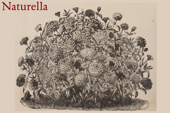 Download Naturella BOTANIC CORNUCOPIA PLUS BONUS - Nature Collection